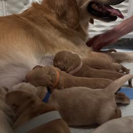 Male pup 1 - Golden male Golden Retriever puppy in Clermont, Florida from Homeward Bound Goldens