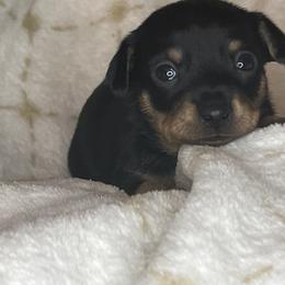 Prague Ratter Puppies from North Star Gem’s Prague Ratters