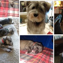 Milo - Miniature Schnauzer puppy in Chattaroy, Washington from Twisted Pines Mini Schnauzers