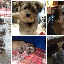 Milo - Miniature Schnauzer puppy in Chattaroy, Washington from Twisted Pines Mini Schnauzers