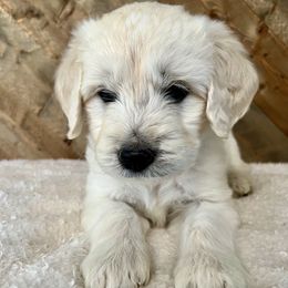 Elliott - Cream male Goldendoodle puppy in Millersburg, Ohio from Ohio Puppy Paws