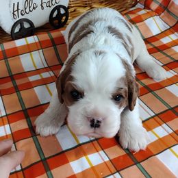 Benny - Blenheim male Cavalier King Charles Spaniel puppy in Sabetha, Kansas from Apple Blossom Cavaliers