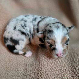 Ruby - Blue merle female Australian Shepherd puppy in Solon, Maine from Mountain Range Australian Shepherds