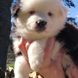 Sweetheart - Black tri female Toy Australian Shepherd puppy in Powell Butte, Oregon from Willow Lane Ranch