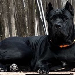 Cane Corso from Sterling Cane Corsos