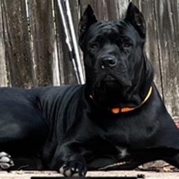 Cane Corso from Sterling Cane Corsos