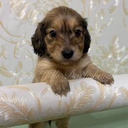 Maple - Cream female Dachshund puppy in Jonesboro, Illinois from Twin Hills Dachshunds
