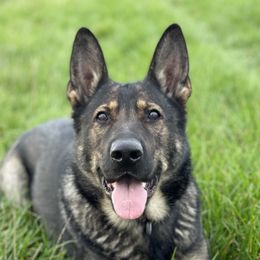 Mania - German Shepherd