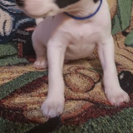 Trusty - Black and white male Rat Terrier puppy in Conroe, Texas from Mysthaven Rat Terriers