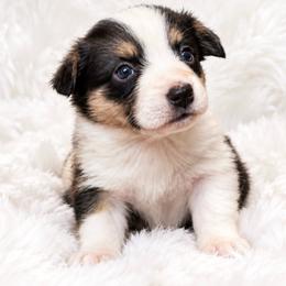Oakley - Black and white female Cardigan Welsh Corgi puppy in Kerens, West Virginia from Leather & Lace