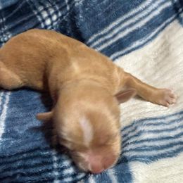 Girl 1 - female Havanese puppy in Hamptonville, North Carolina from Alabama Havanese Kennel