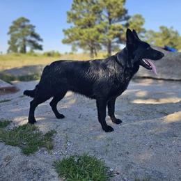 Kiaora - German Shepherd