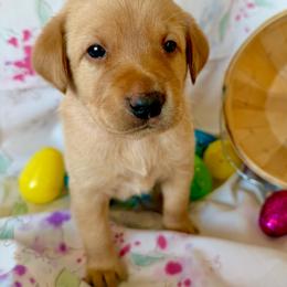 Orange collar - Yellow male Labrador Retriever puppy in South Dakota from S&S Kennels LLC