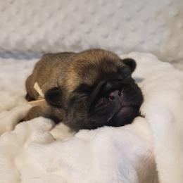 Mr. White - Fawn male Pug puppy in Gore, Oklahoma from Pugs on Pecan