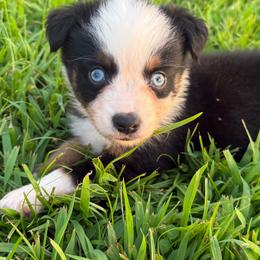 Cloud - Black tri male Toy Australian Shepherd puppy in Puryear, Tennessee from A&W Toy Aussies