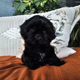 Rex - Black gold and white male Shih Tzu puppy in Corona, California from Ju Shih Tzu