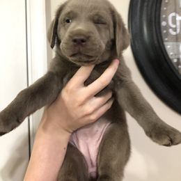 Labrador Retriever Puppies from KMC Gun Dogs