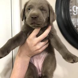 Labrador Retriever Puppies from KMC Gun Dogs
