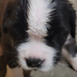 Chris Llewellyn - Brown and white male Saint Bernard puppy in Lowpoint, Illinois from Minnie's Majestic Saints