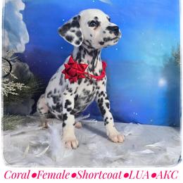 Coral (LUA Black Spotted Shortcoat) - White and black female Dalmatian puppy in Salem, Missouri from Paradise Spots Dalmatians