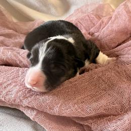 Cindy - Black and tan female Pembroke Welsh Corgi puppy in Bloomfield, Iowa from Beebe’s Corgis