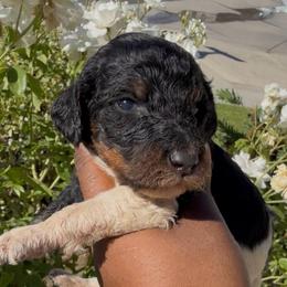Firecracker - Parti female Poodle puppy in Corona, California from Garden Of Poodles