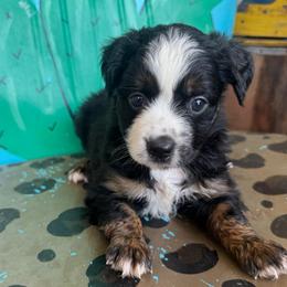 Girl 1 - Black tri female Toy Australian Shepherd puppy in Hawley, Texas from Foxy’s Dachshunds & Toy Aussies