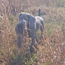 Weimaraner Puppies from So-IN Weimaraner's
