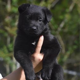 Black male - Black male German Shepherd puppy in Marianna, Florida from Haus M Godwin