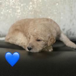 Leo - Apricot male Goldendoodle puppy in Naples, Florida from Goldendoodles Of Naples