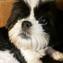 Cookie - Shih Tzu