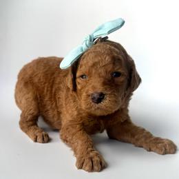 Paloma - Apricot female Goldendoodle puppy in Mount Pleasant, Tennessee from Doodle My Heart
