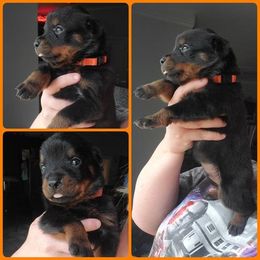 Rottweiler Puppies from Panhandle Rottweilers