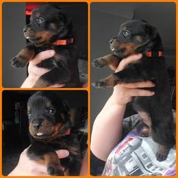 Rottweiler Puppies from Panhandle Rottweilers