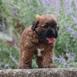 Marco - Red male Whoodle puppy in West Bend, Iowa from Blue Skies Terriers