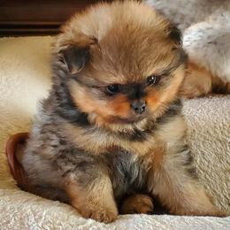 Pomeranian Puppies from Donna's Pomeranians