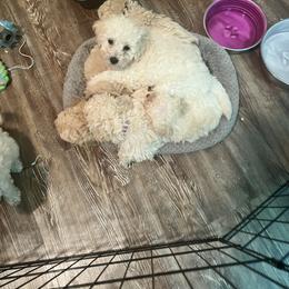 Poodle Puppies from J'Adore Doodles