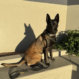 Nera - Belgian Malinois