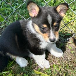Rafael - Black and tan male Pembroke Welsh Corgi puppy in Blair, Wisconsin from Sandy’s Pet Grooming and Boarding & AKC Corgis