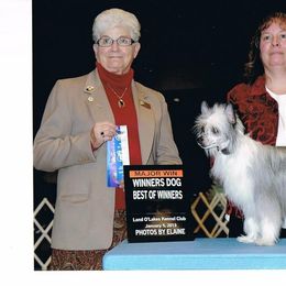 Chinese Crested Puppies from Breezy Meadows
