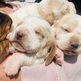 Basset Hounds from Smith Family Farms Basset Hounds