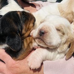 Basset Hounds from Smith Family Farms Basset Hounds