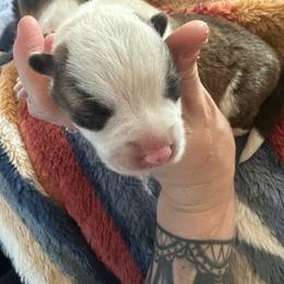 Independence - Brindle and white female American Corgi puppy in Michigan from Enok Corgis