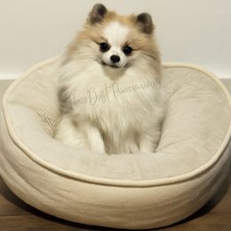 Nellie - Pomeranian