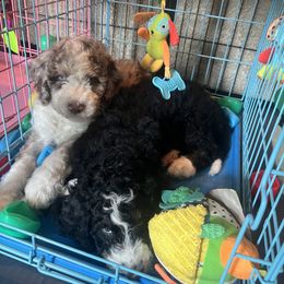 Bernedoodle Puppies from Lovey Dovey Bernedoodles