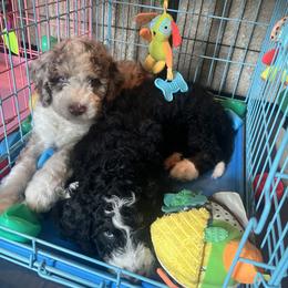 Bernedoodle Puppies from Lovey Dovey Bernedoodles