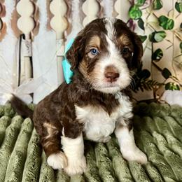 Teal Girl - Brown female Bernedoodle puppy in The Woodlands, Texas from Gracie's Goldendoodles and Bernedoodles of The Woodlands