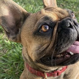 French Bulldogs from Frenchie.Kreationz