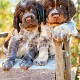 English Springer Spaniel Puppies from Willow Creek Farms