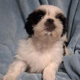 Simon - Black and white male Shih Tzu puppy in Brighton, Missouri from Morningstar's Shih Tzu